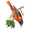 BaltimoreOriole